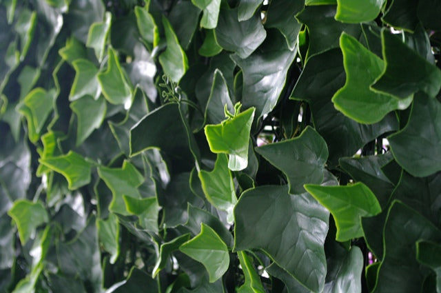 Ivy Leaf Screens / Panels UV Stabilised 1m