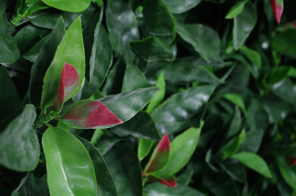 Photinia (Red Robin) Leaf Screens / Panels UV Stabilised 1m