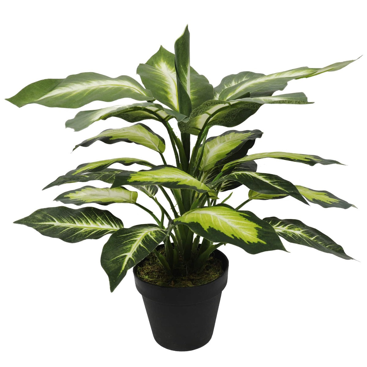 Leopard Lily (Dieffenbachia)