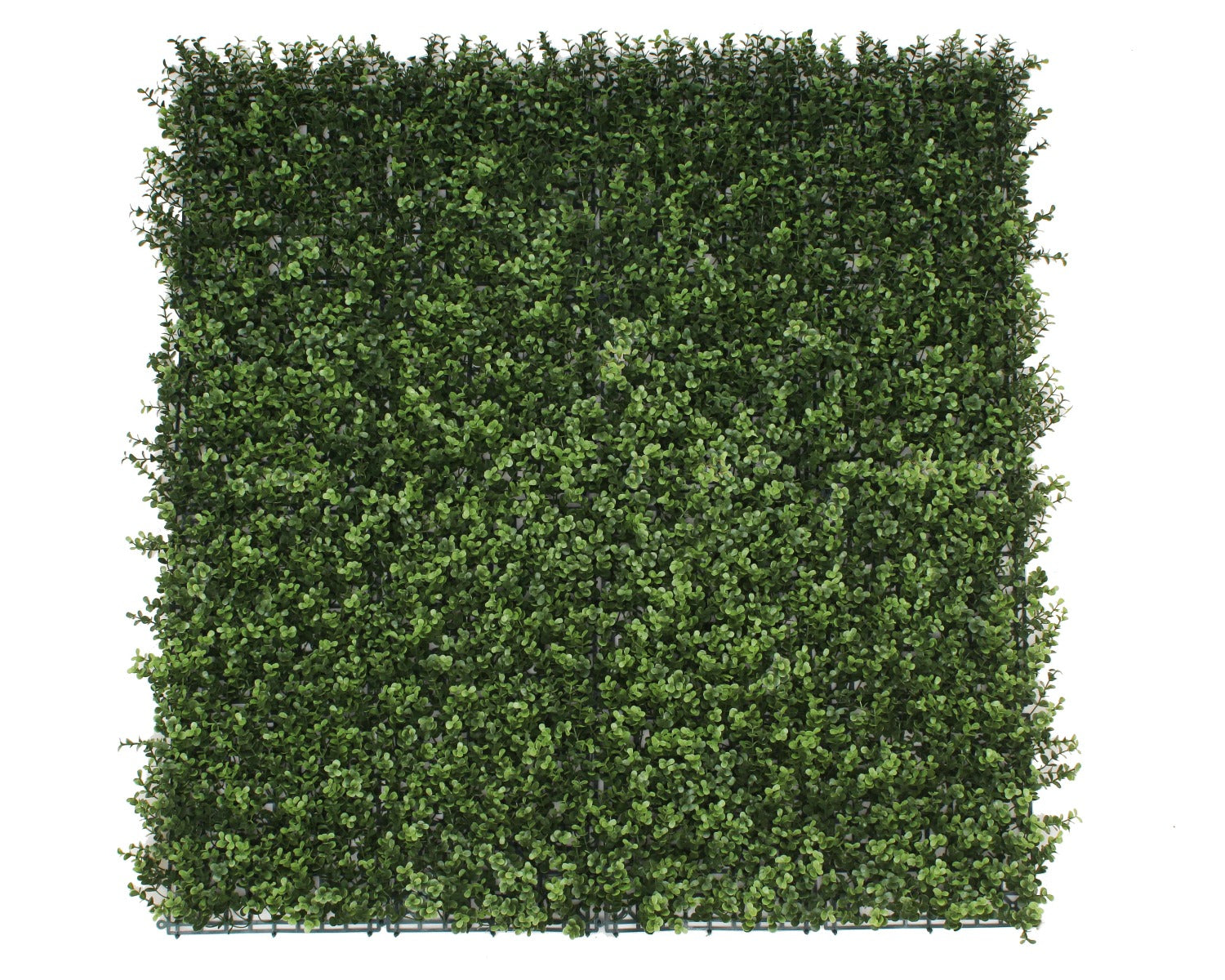 Premium Natural Buxus Hedge Panels UV Resistant 1m