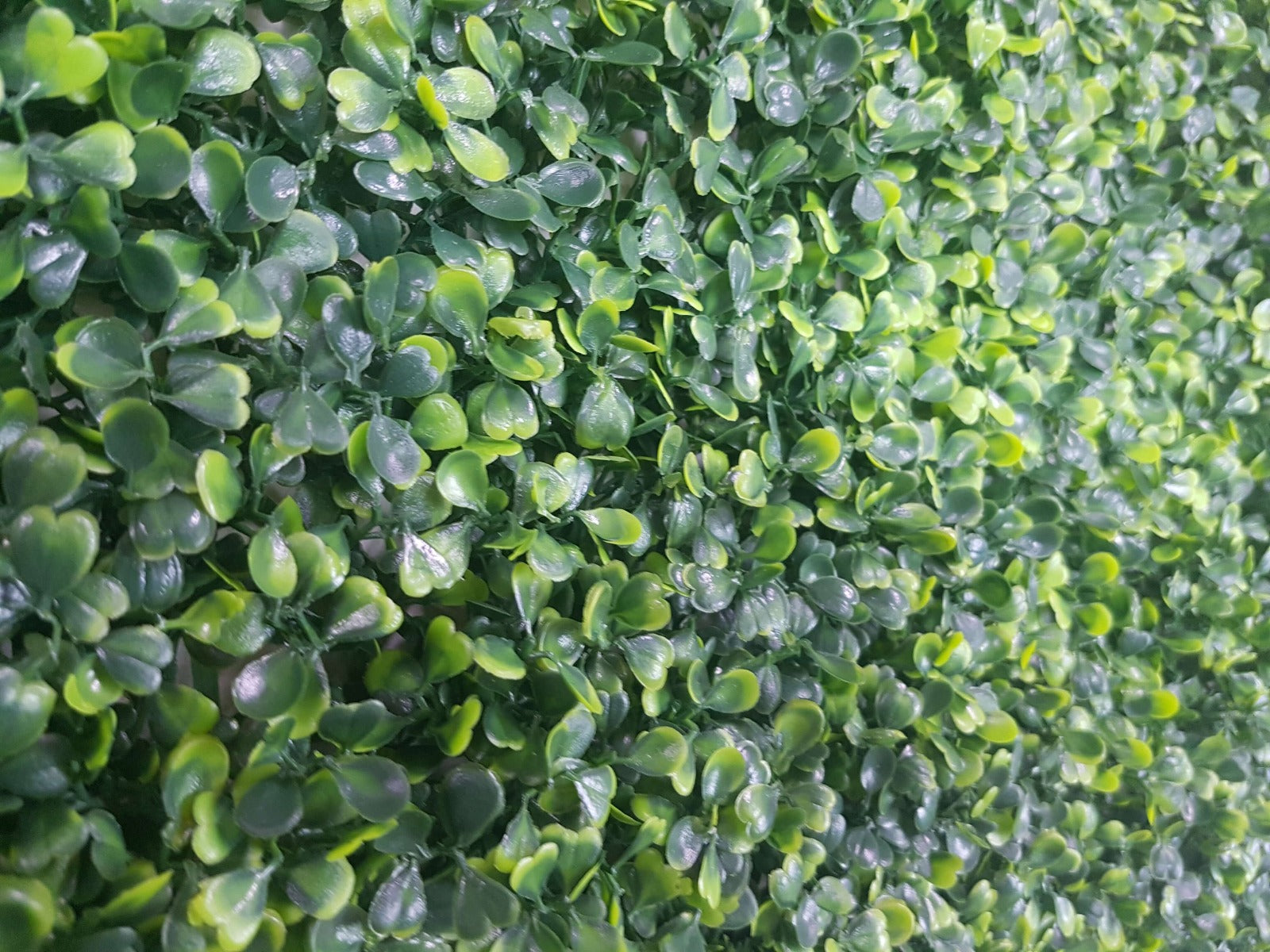 Mixed Boxwood Hedge Panels / Screens UV Resistant 1m