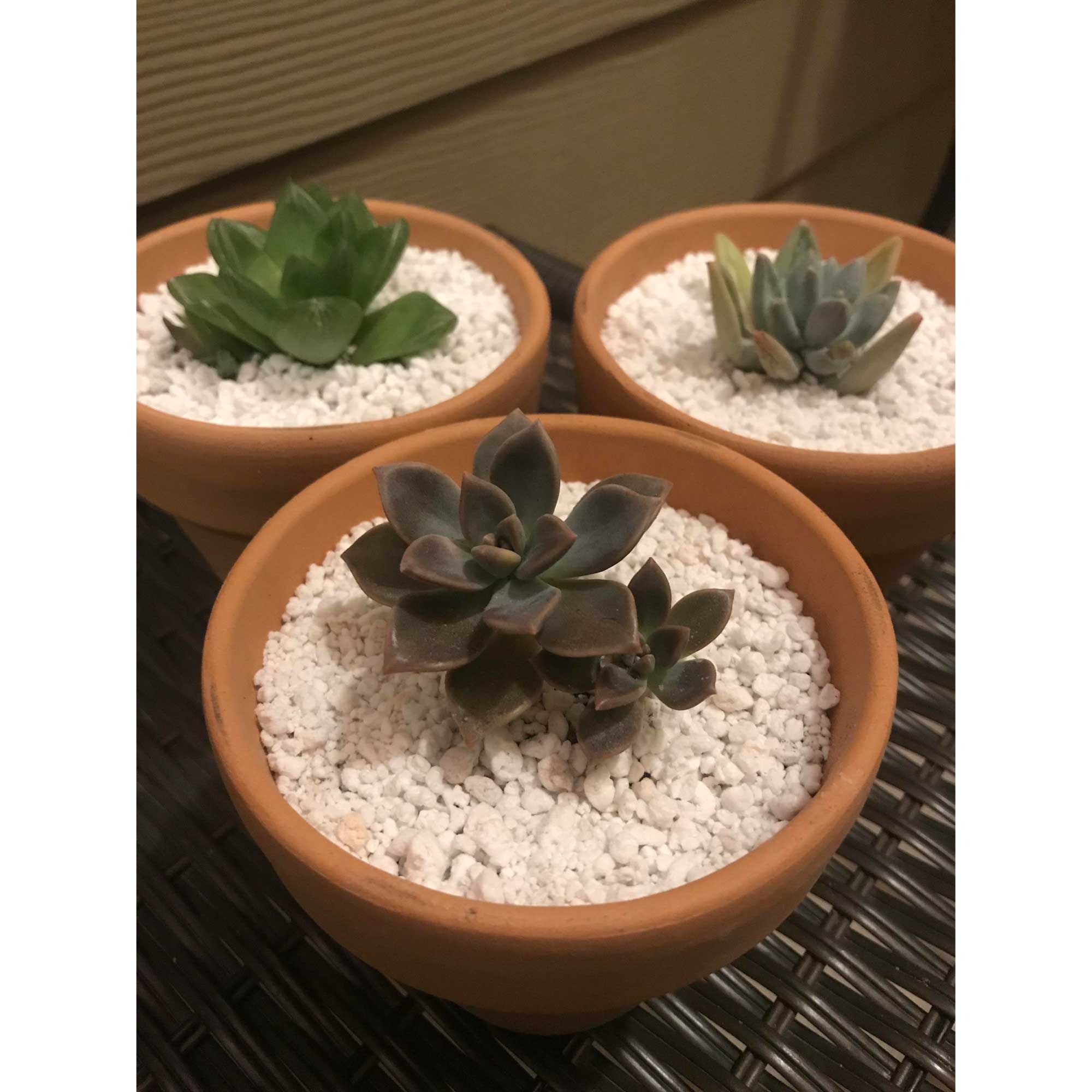 Expanded perlite in terracotta pots with small succulent plants