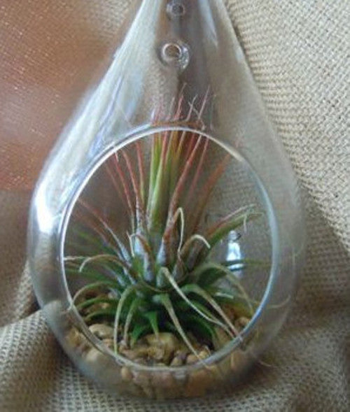 Clear glass tear-drop hanging holder with round base and small succulent plant inside