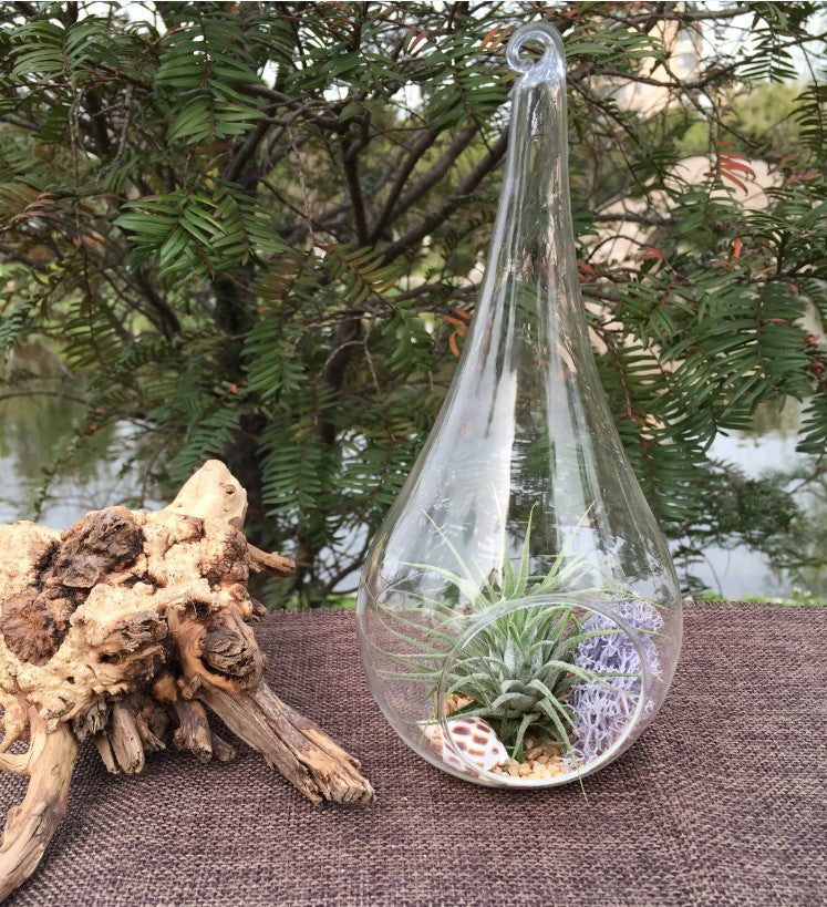 Hanging clear teardrop glass candle holder with plant terrarium inside