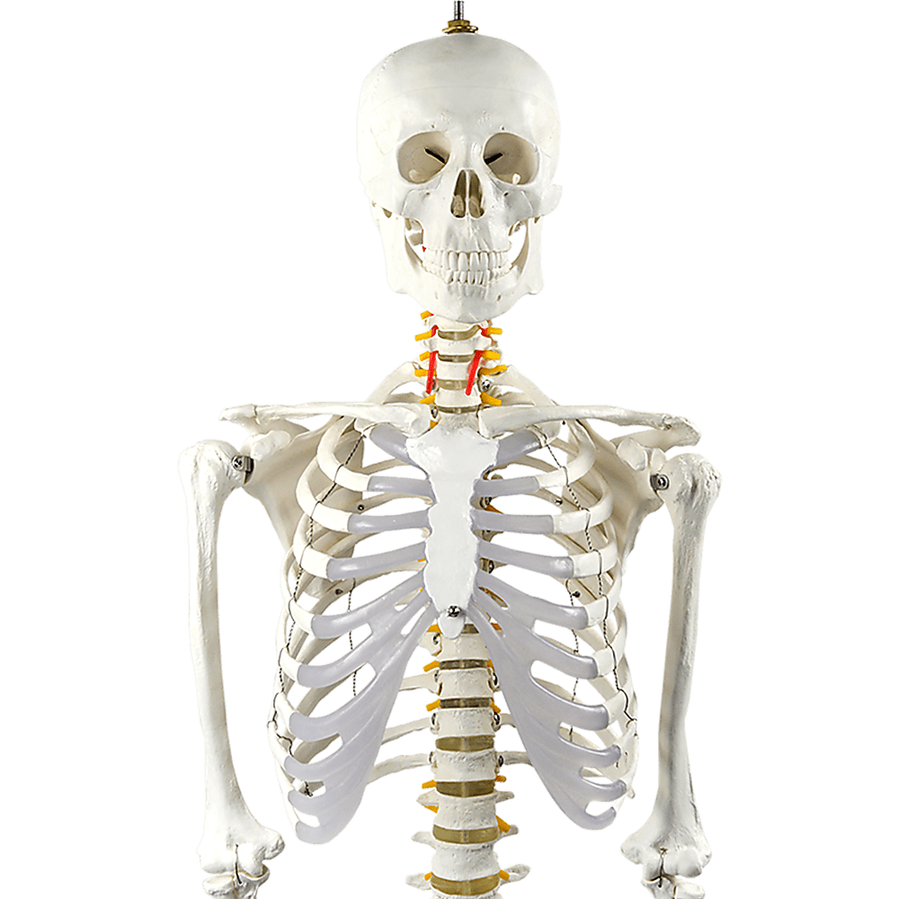 Human Skeleton Anatomical Model 180cm