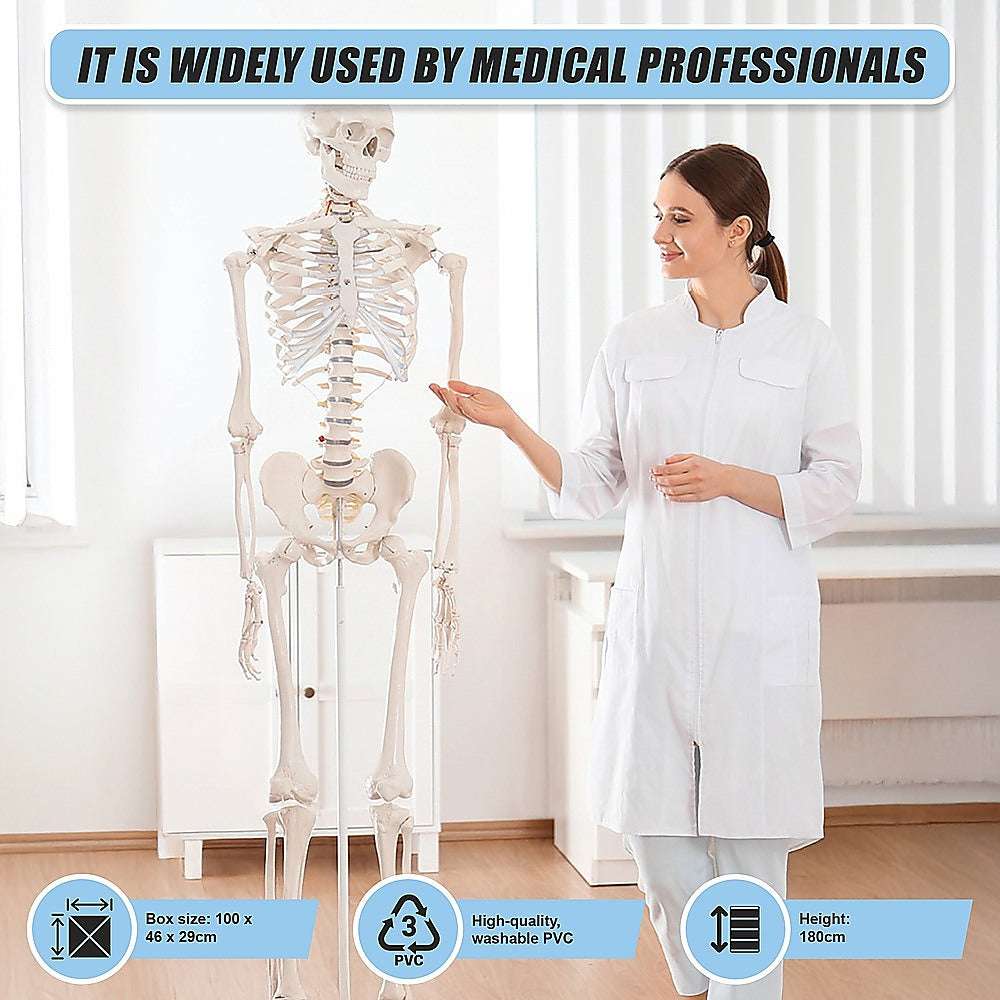 Human Skeleton Anatomical Model 180cm