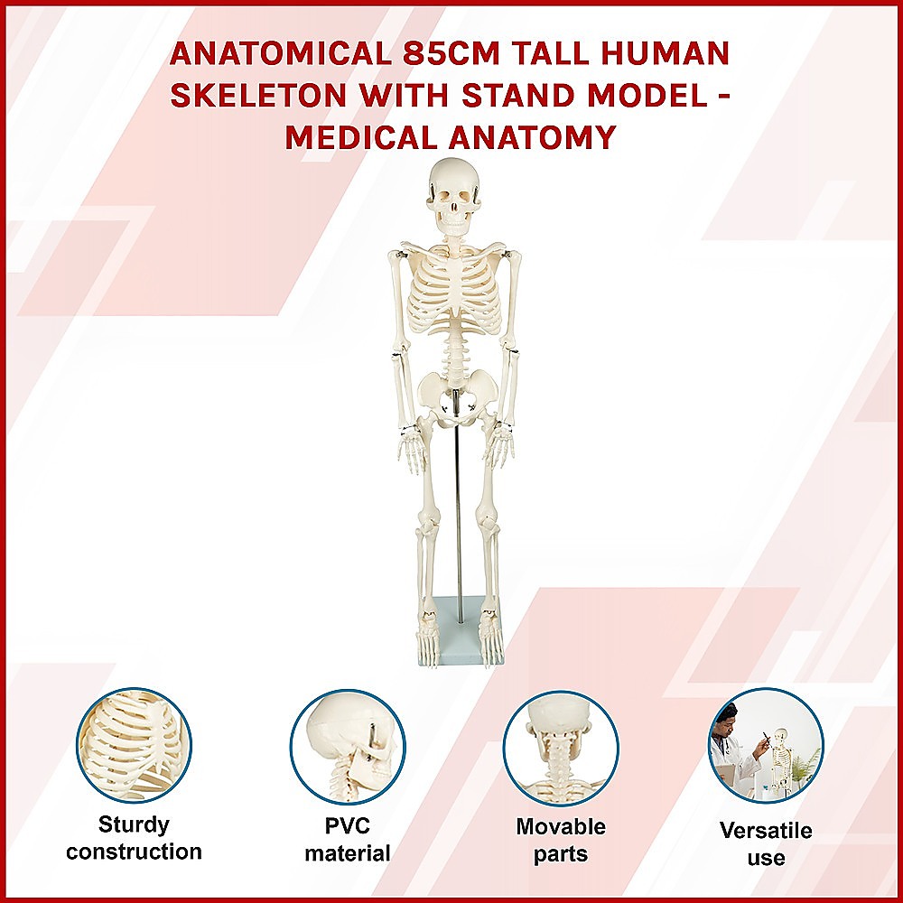 Anatomical 85cm Tall Human Skeleton with Stand Model - Medical Anatomy