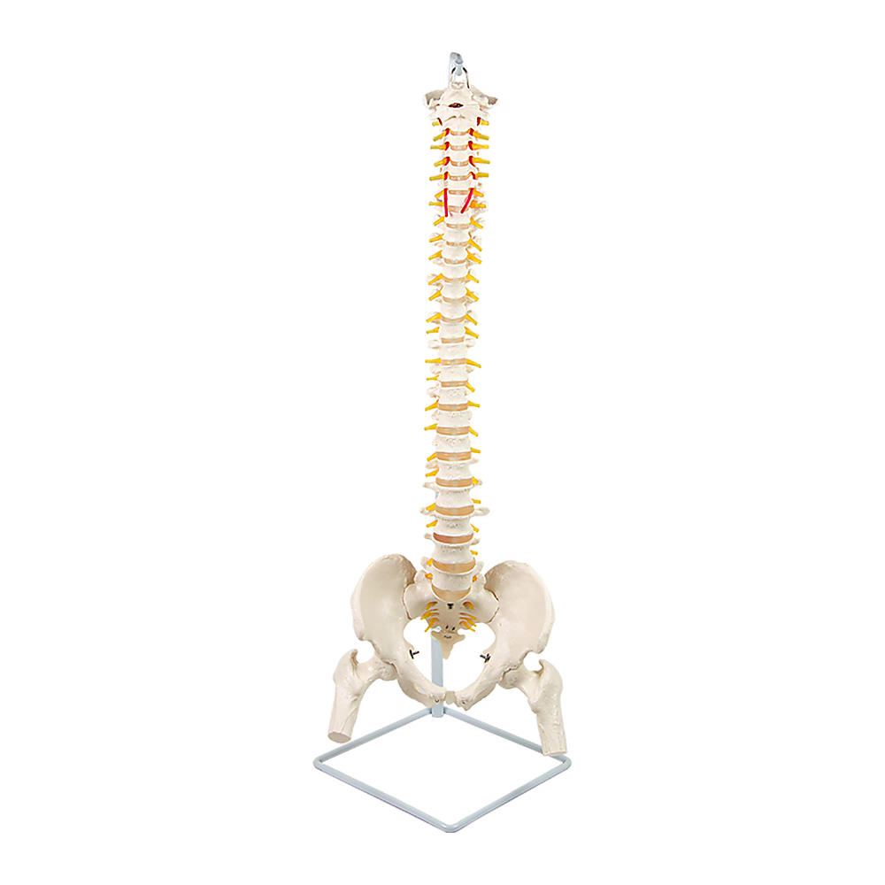 Life Size Flexible Spine Pelvis & Femur Model  Anatomical Skeleton Display Bedworld