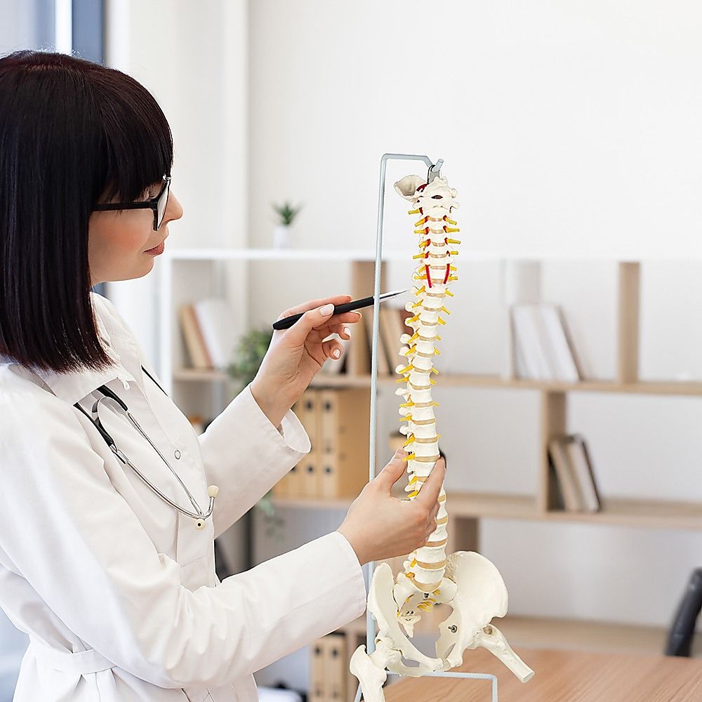 Life Size Flexible Spine Pelvis & Femur Model  Anatomical Skeleton Display Bedworld