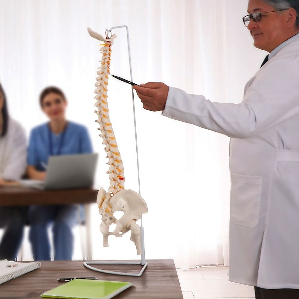 Life Size Flexible Spine Pelvis & Femur Model  Anatomical Skeleton Display Bedworld
