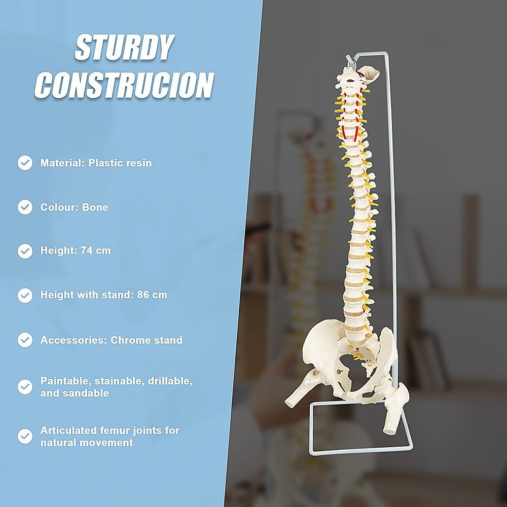 Life Size Flexible Spine Pelvis & Femur Model  Anatomical Skeleton Display Bedworld