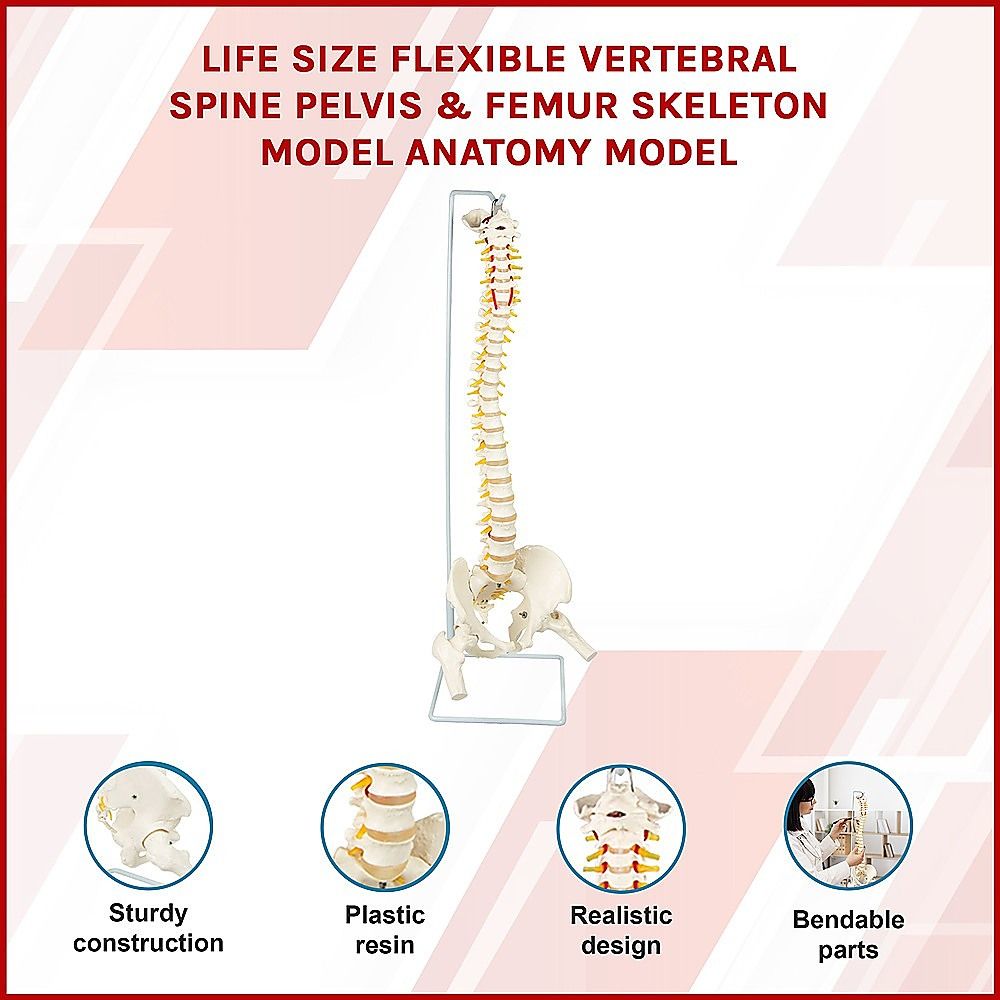Life Size Flexible Spine Pelvis & Femur Model  Anatomical Skeleton Display Bedworld