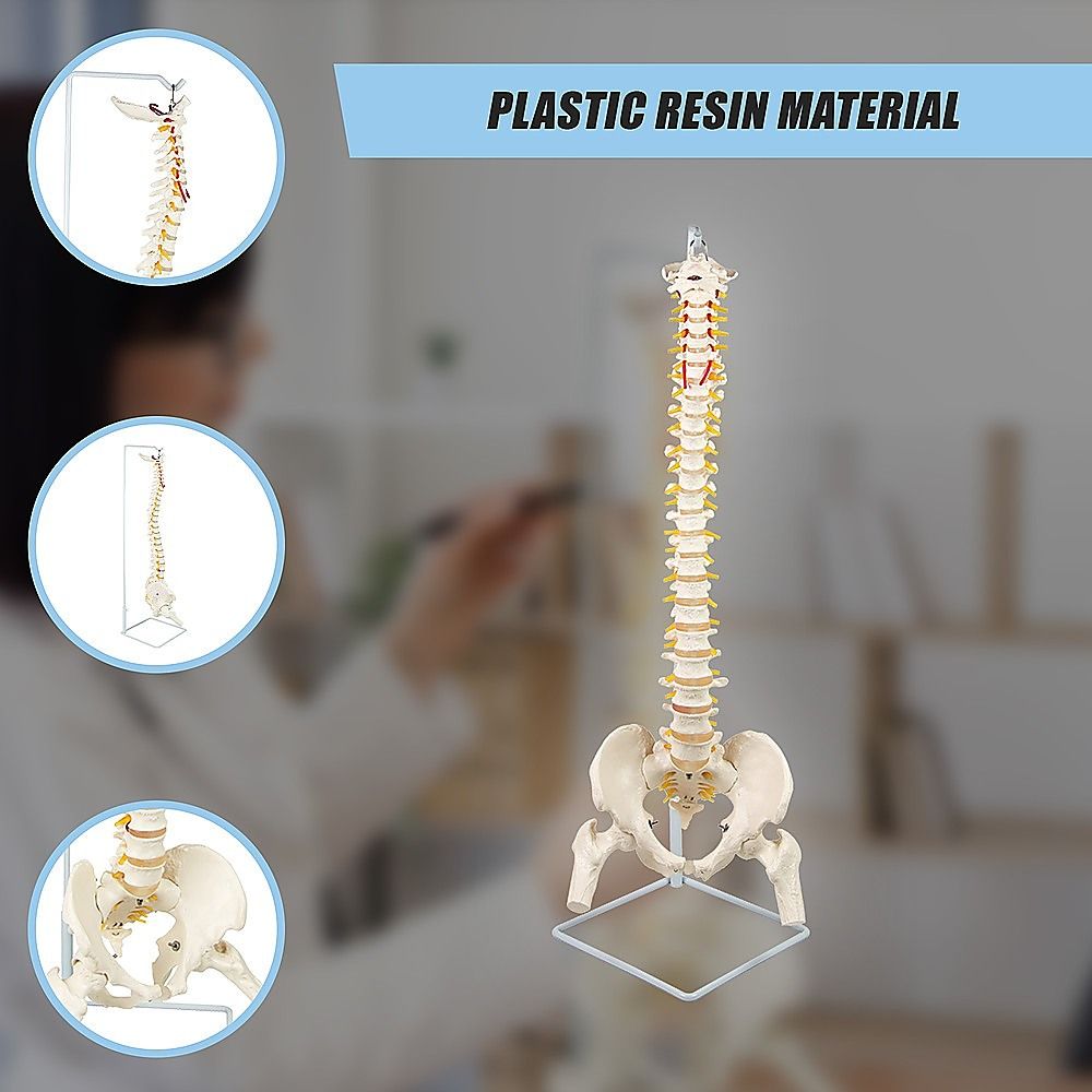 Life Size Flexible Spine Pelvis & Femur Model  Anatomical Skeleton Display Bedworld