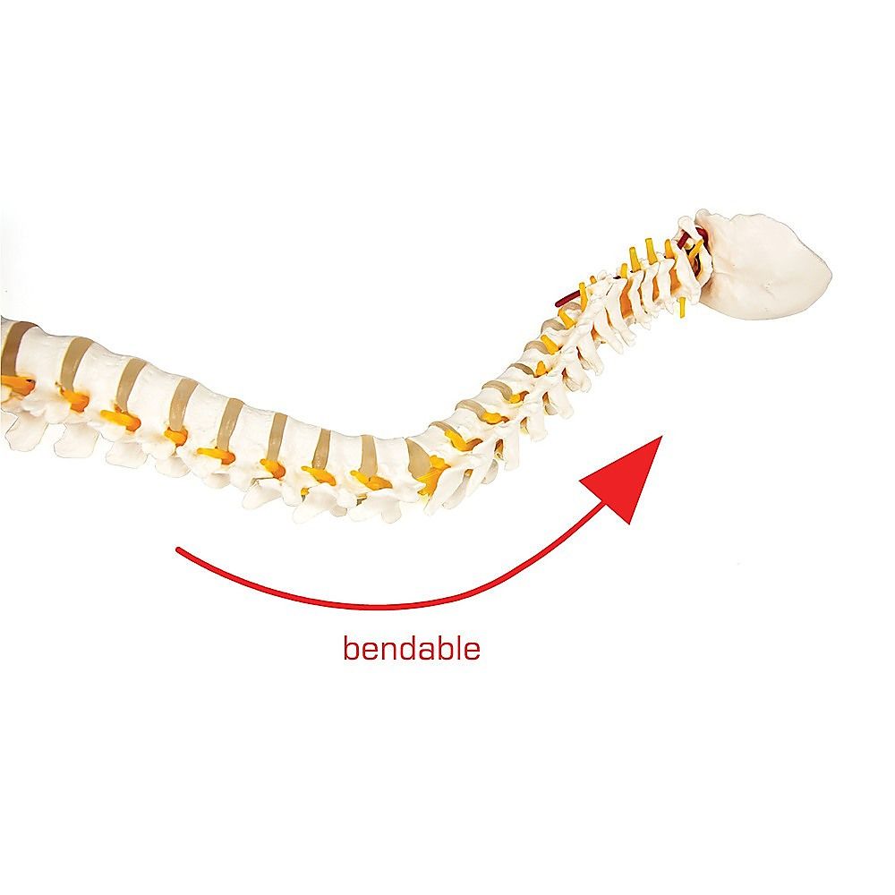 Life Size Flexible Spine Pelvis & Femur Model  Anatomical Skeleton Display Bedworld