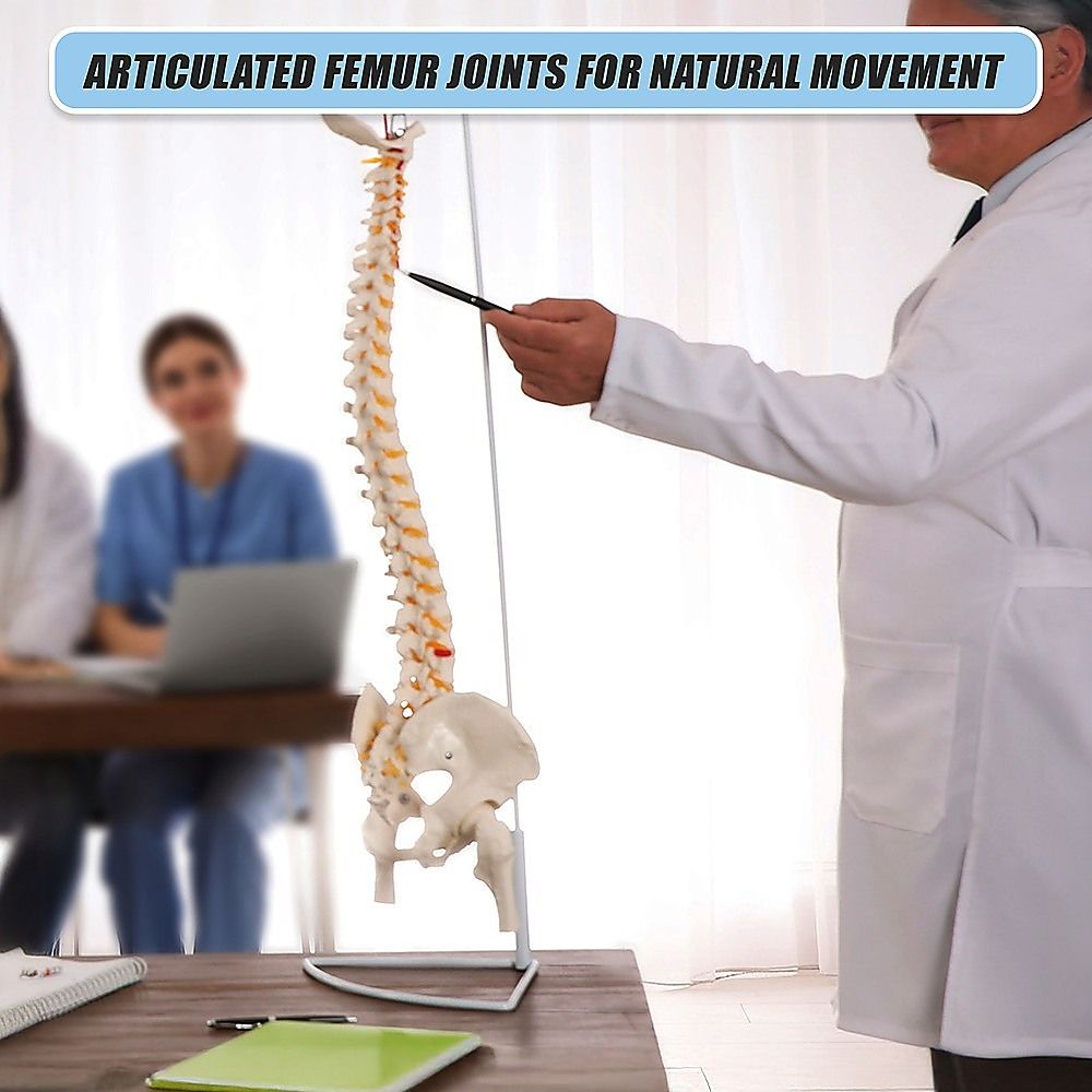 Life Size Flexible Spine Pelvis & Femur Model  Anatomical Skeleton Display Bedworld