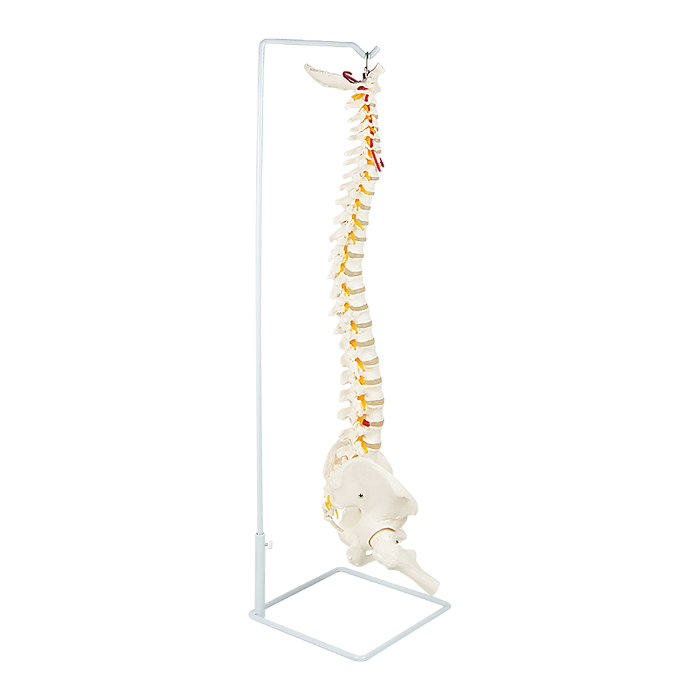 Life Size Flexible Spine Pelvis & Femur Model  Anatomical Skeleton Display Bedworld