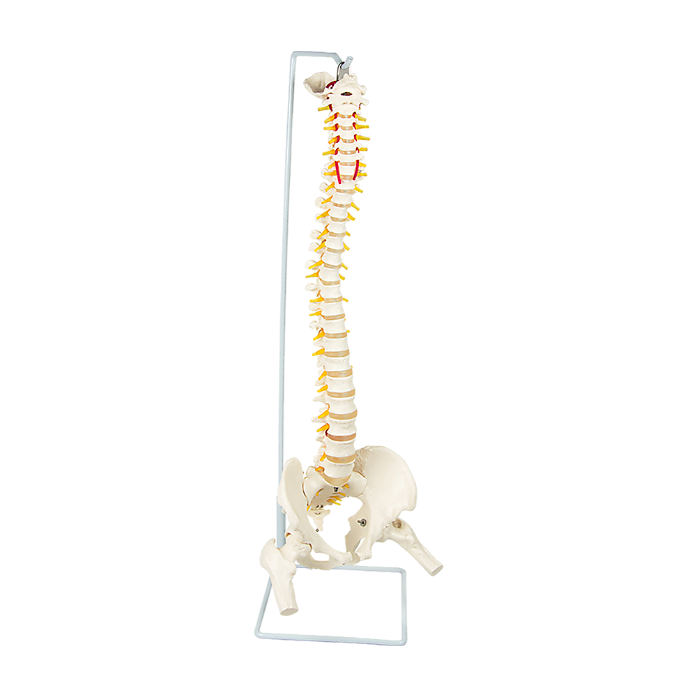 Life Size Flexible Spine Pelvis & Femur Model  Anatomical Skeleton Display Bedworld