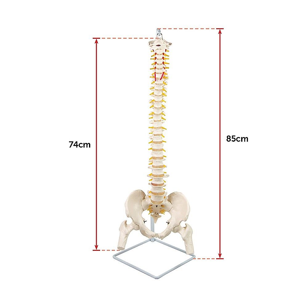 Life Size Flexible Spine Pelvis & Femur Model  Anatomical Skeleton Display Bedworld