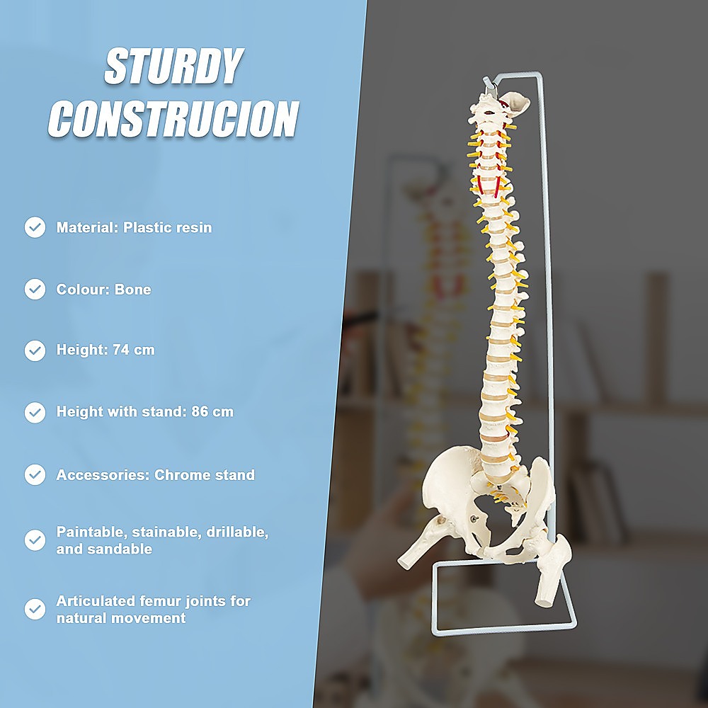 Life Size Flexible Spine Pelvis & Femur Model  Anatomical Skeleton Display