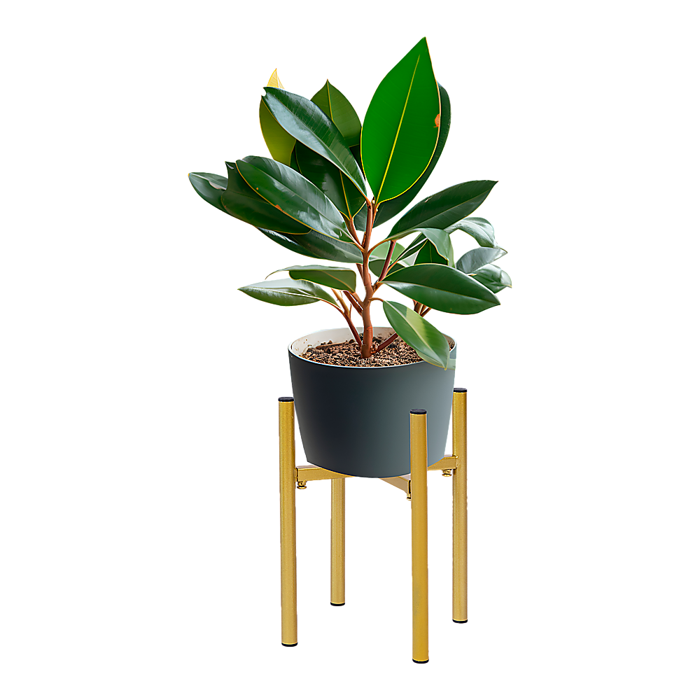 Gold metal plant stand with black pot and green leafy tree