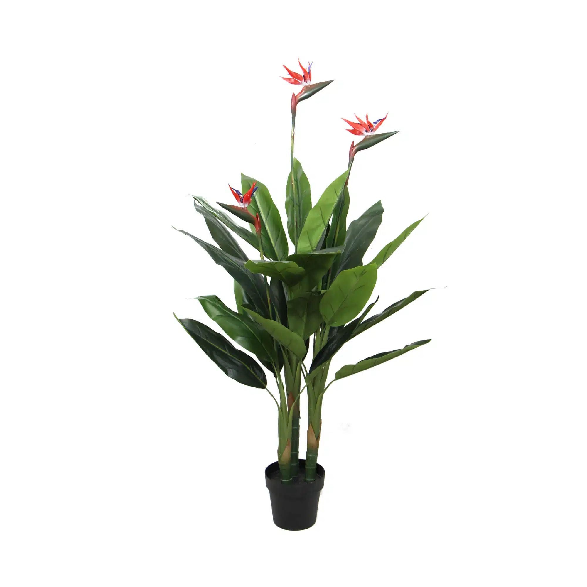 Paradise Plant 110cm (Red Flowers)