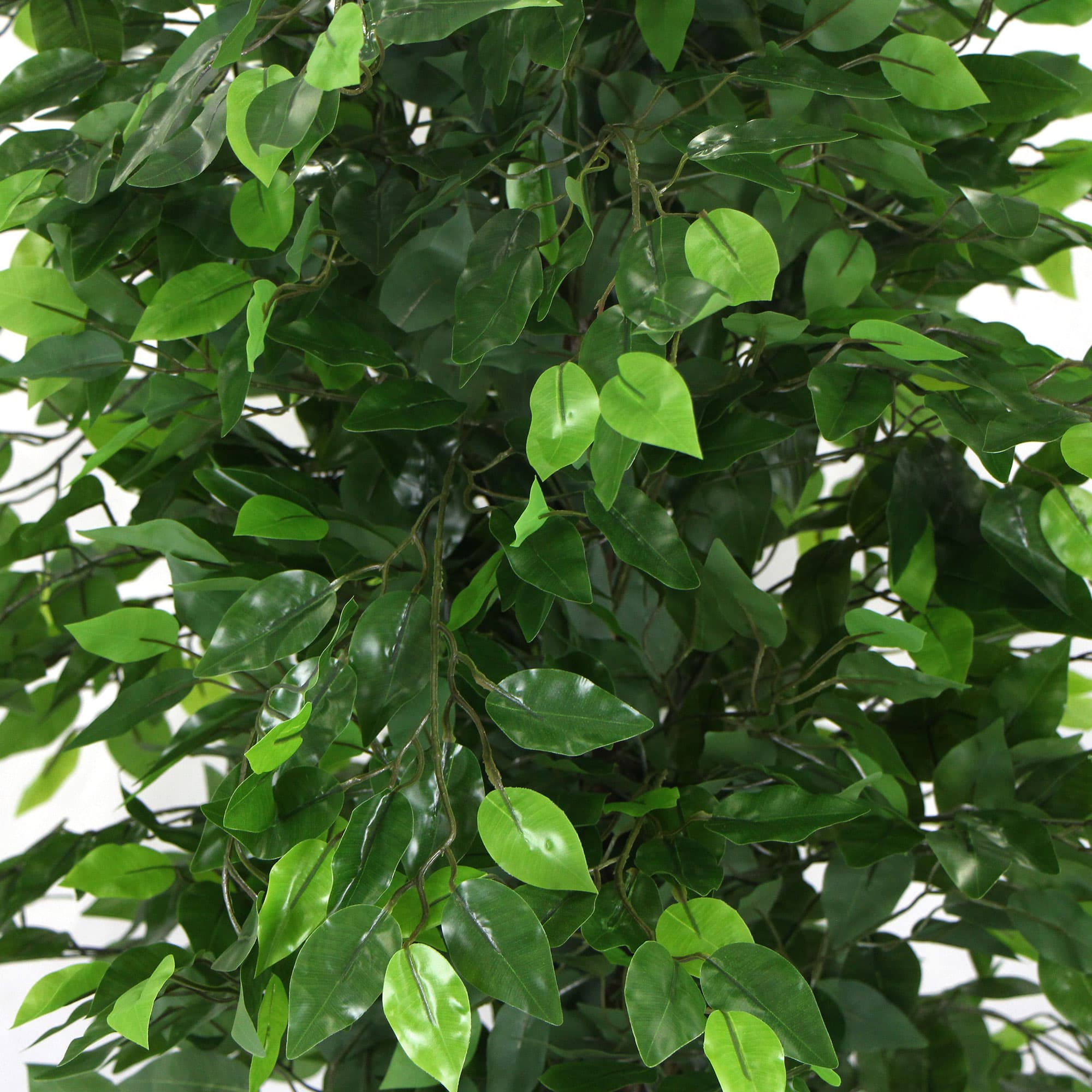 Artificial ficus tree foliage with glossy green leaves on branching stems