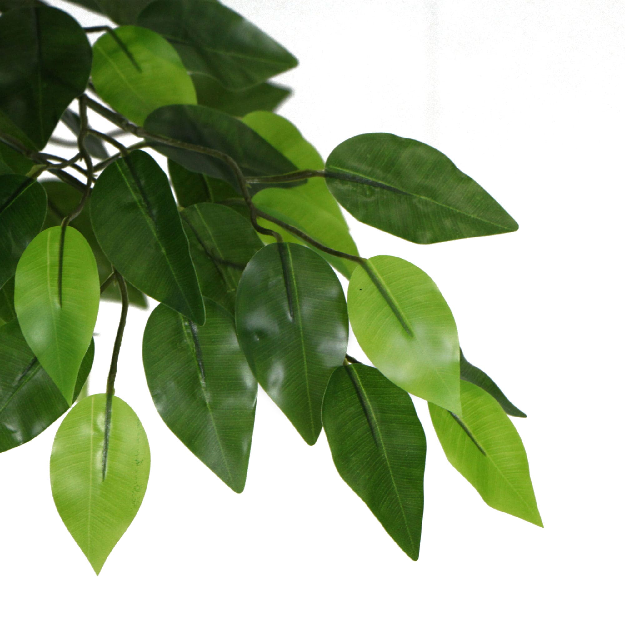 Artificial ficus tree leaf cluster with glossy green oval leaves on stems