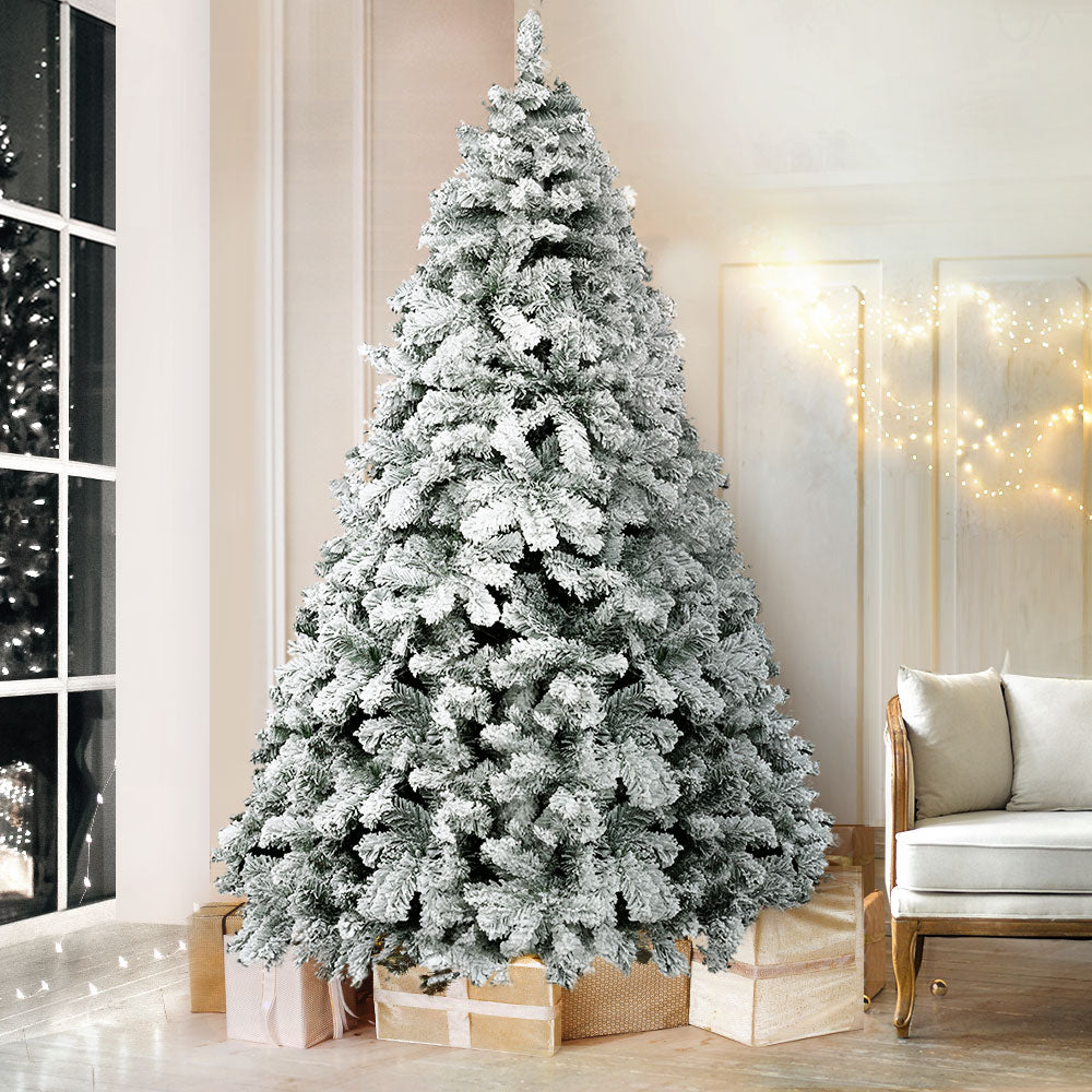 Snow flocked Christmas tree with full conical shape and frosted branches indoors