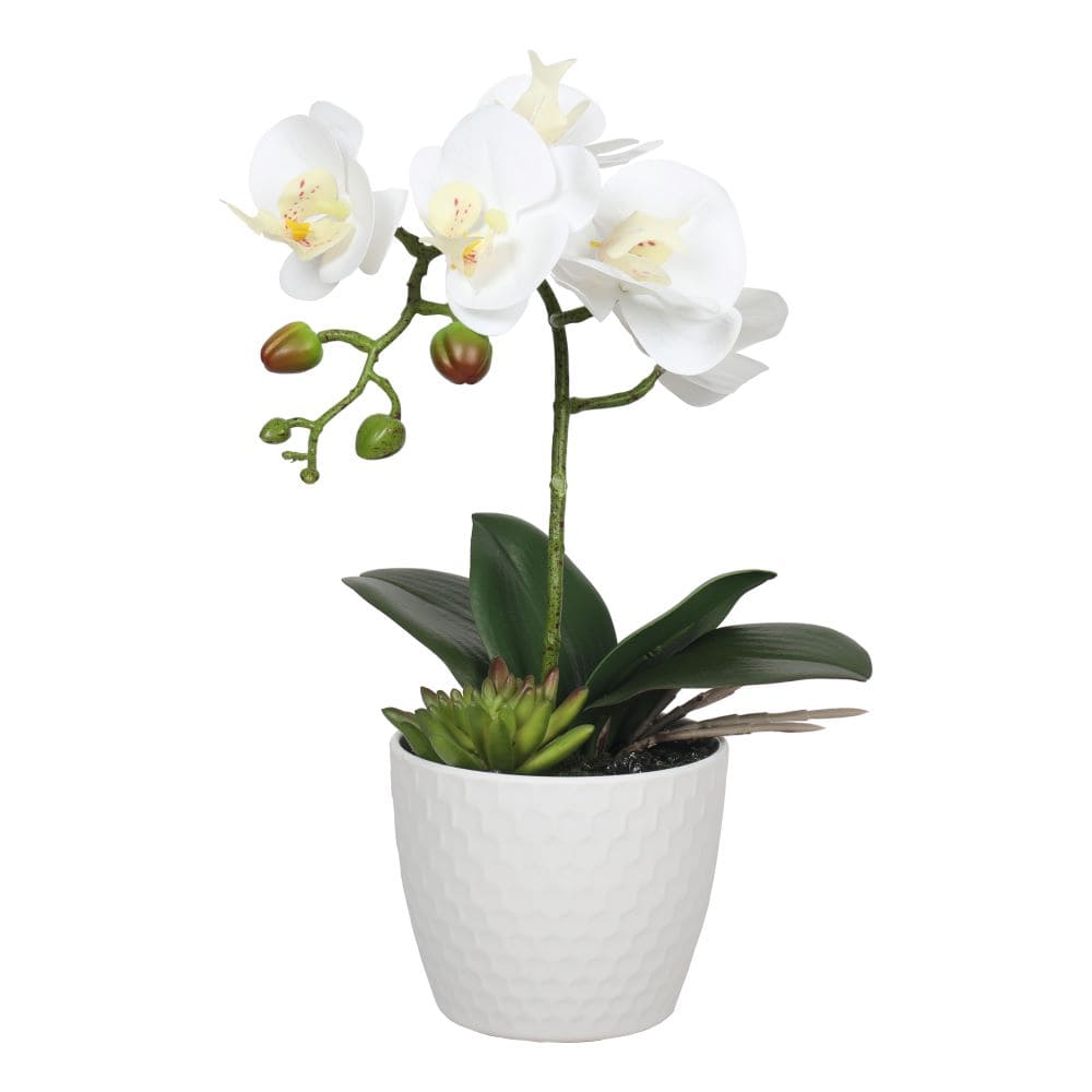 Potted Single Stem White Phalaenopsis Orchid