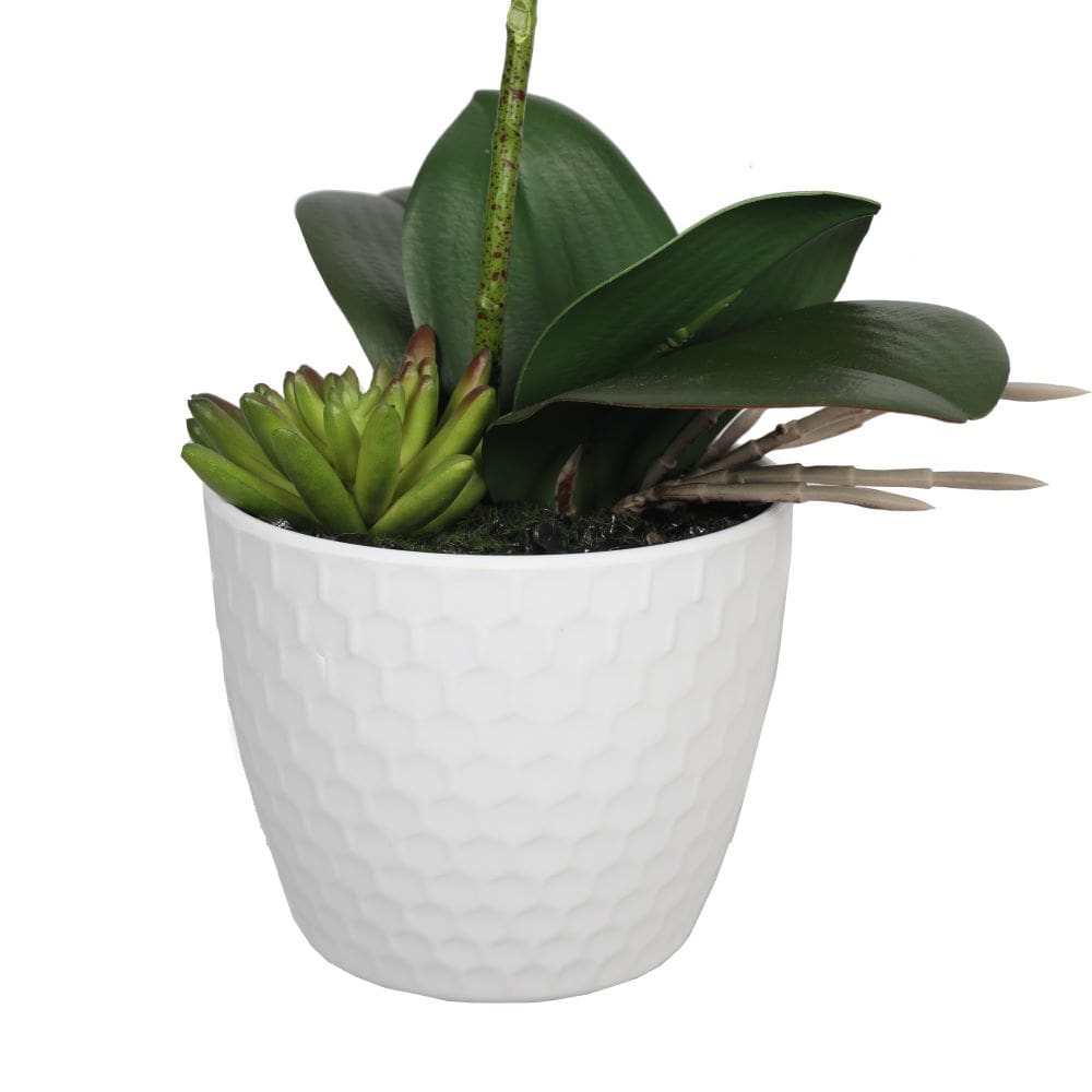 Potted Single Stem White Phalaenopsis Orchid