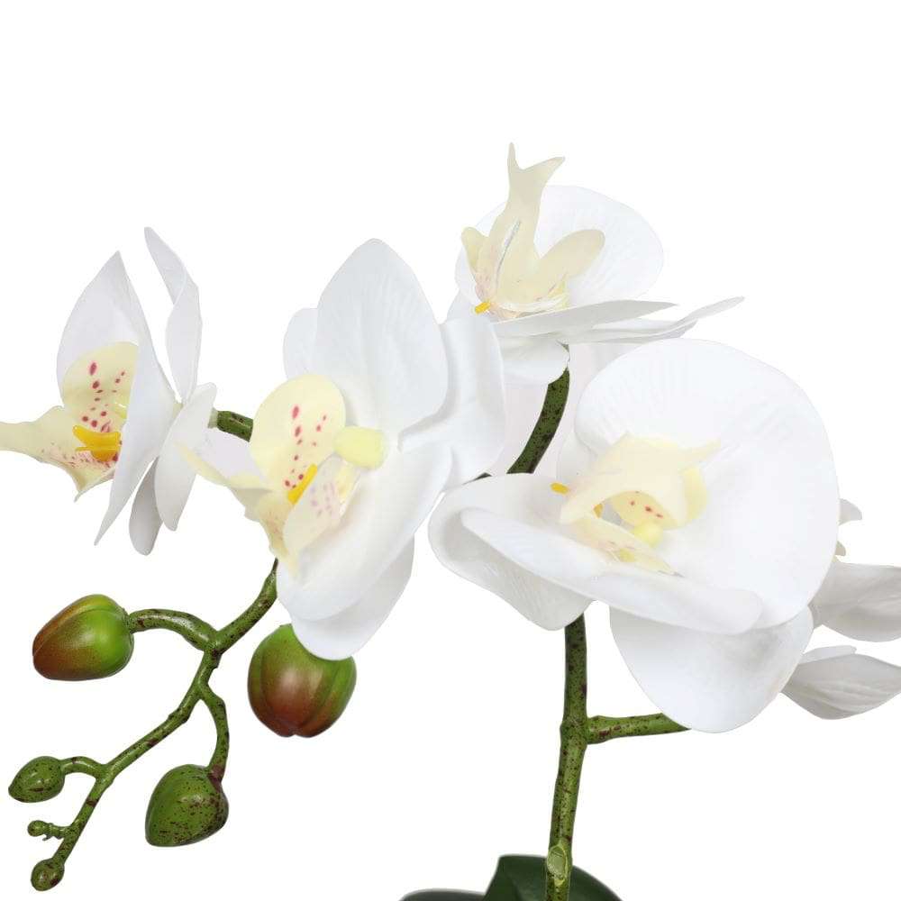 Potted Single Stem White Phalaenopsis Orchid