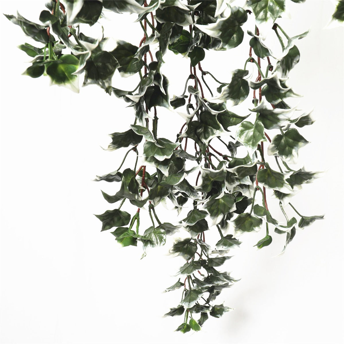 White Tipped Ivy Bush 80cm UV Resistant