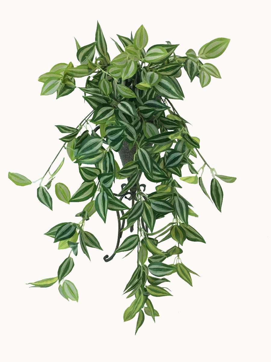 Green Hanging Philodendron Bush 80cm