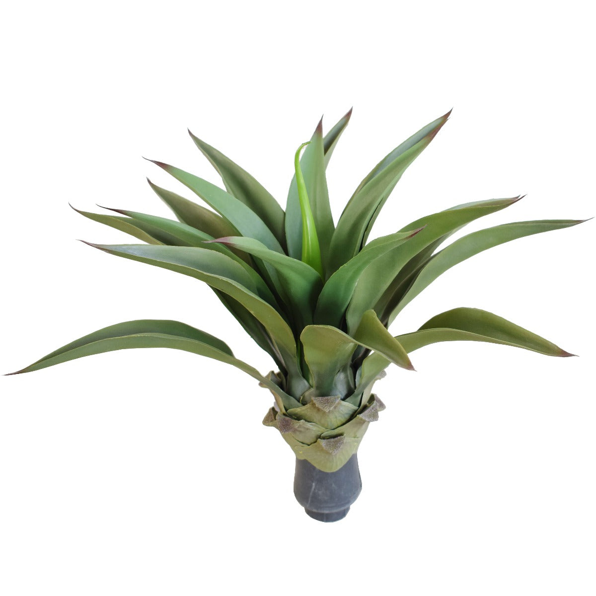 UV Agave 50cm